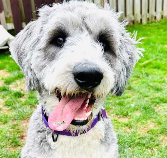 Photo of Charlie the Bordoodle