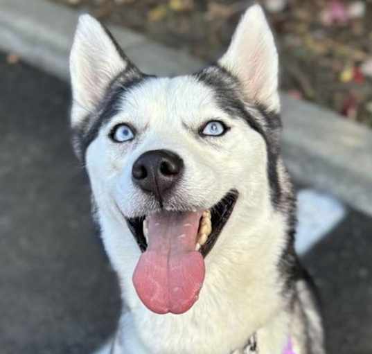 Photo of Ruby