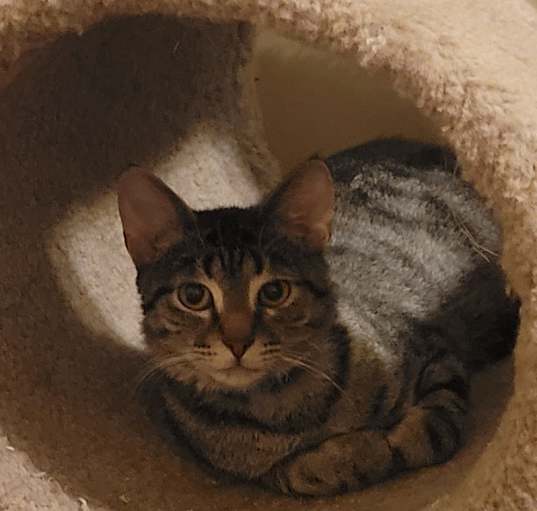 Photo of Rebel