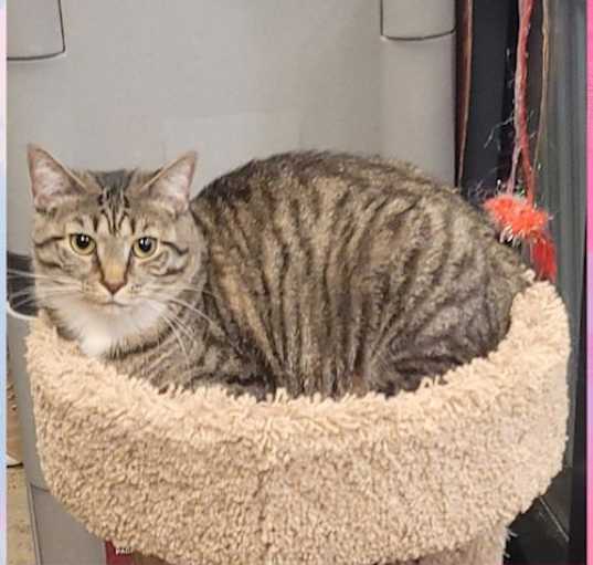 Photo of Gracie (Mom of grey litter)