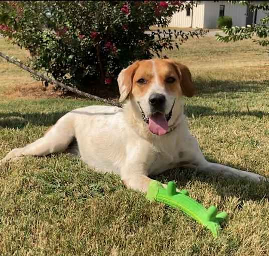 Photo of Daisy