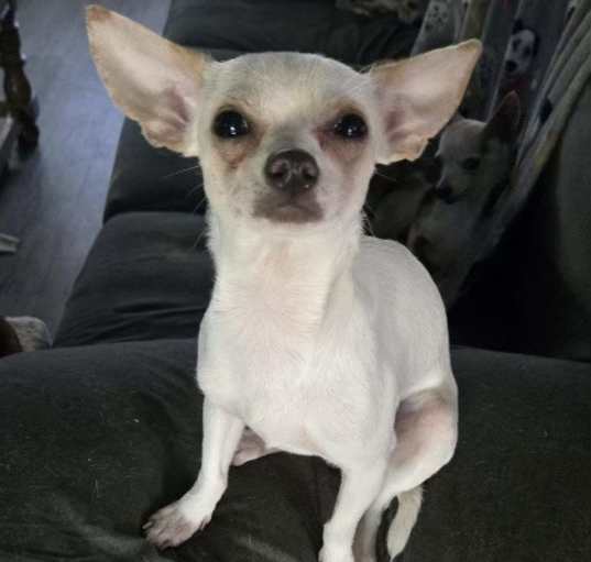 Photo of Snoopy Hello - adoption pendin