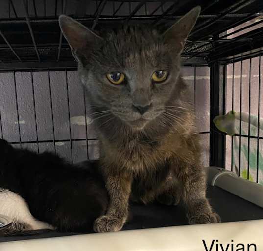 Photo of Vivian