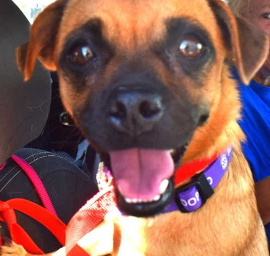 Photo of Penny (A1820075)