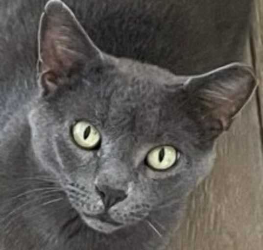 Photo of Little Grey - Beautiful Boy