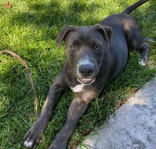 Photo of Whiskey, the family pup