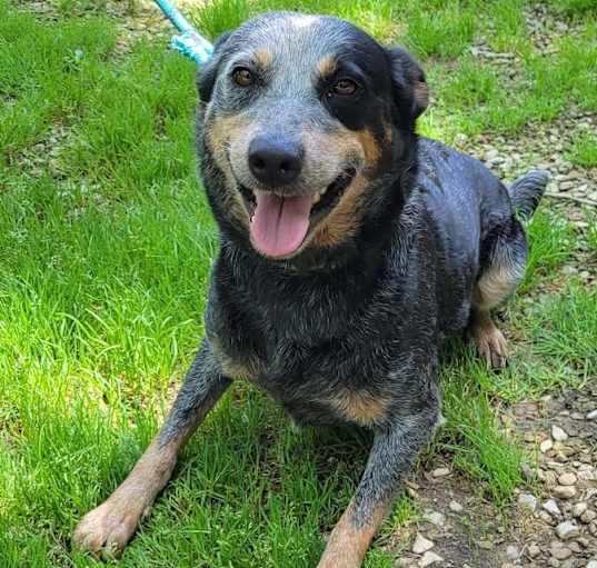 Photo of DIXIE