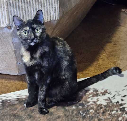 Photo of Torti