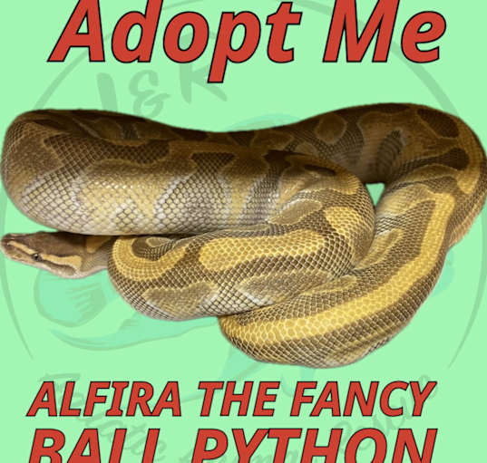 Photo of Alfira the Fancy Ball Python