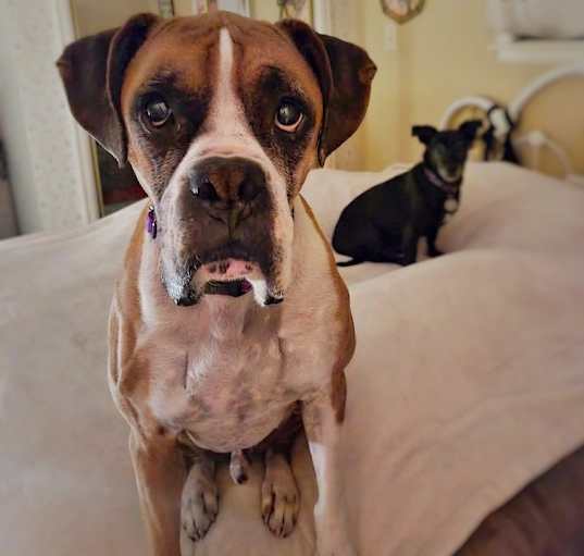 Photo of Duke