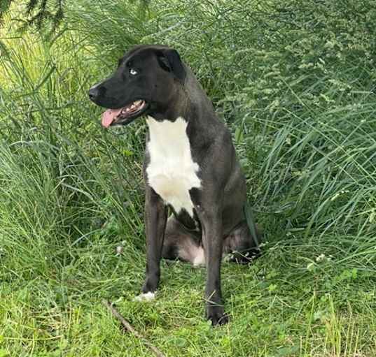 Photo of Zuko (Fulton, NY) Sponsored Adoption Fee