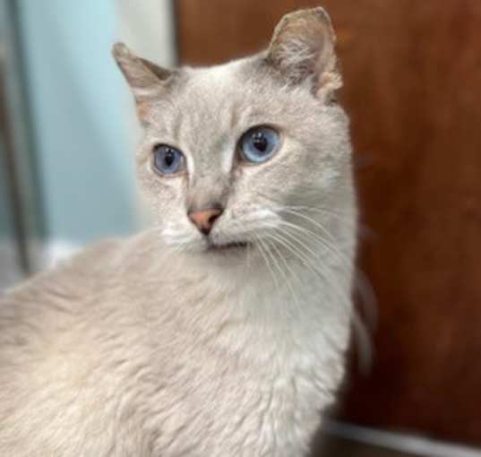 Photo of Sky-Buddy