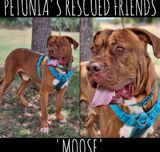 Photo of Moose