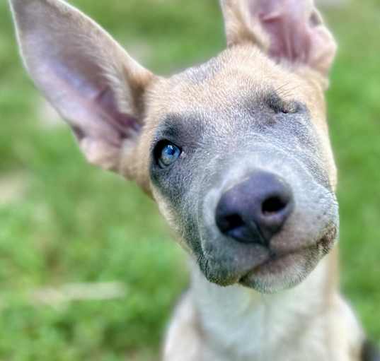 Photo of Otis