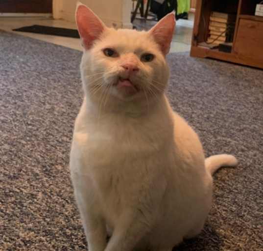 Photo of Avark - Available in Foster