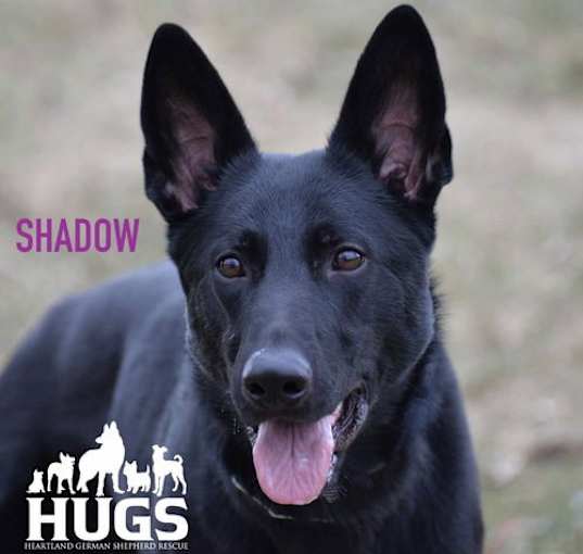 Photo of Shadow