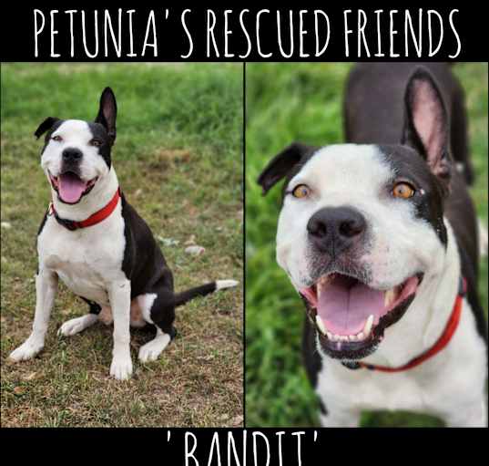 Photo of Bandit