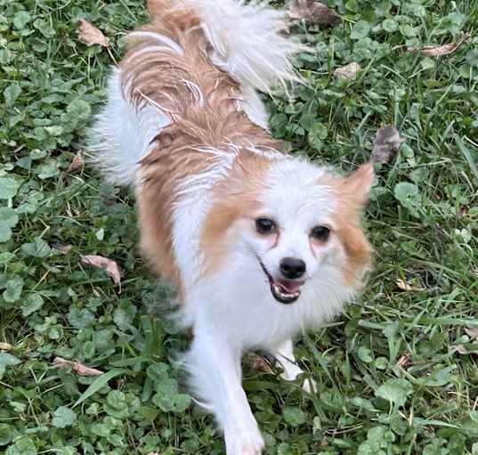Photo of Rusty