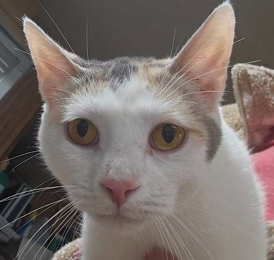 Photo of Layna