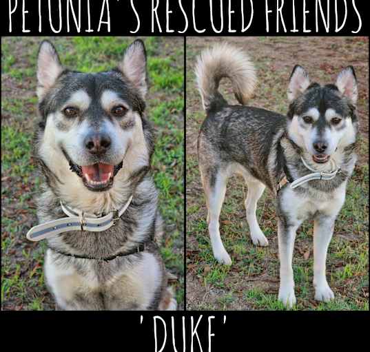 Photo of Duke
