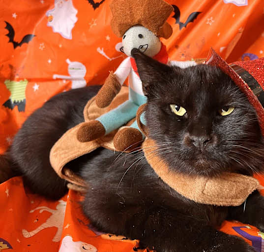 Photo of Milo