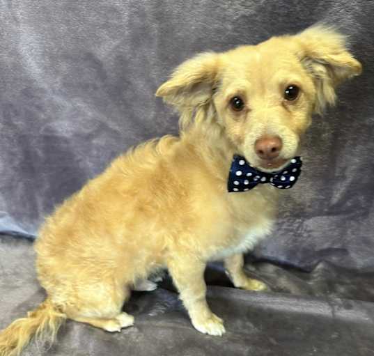 Photo of Ollie