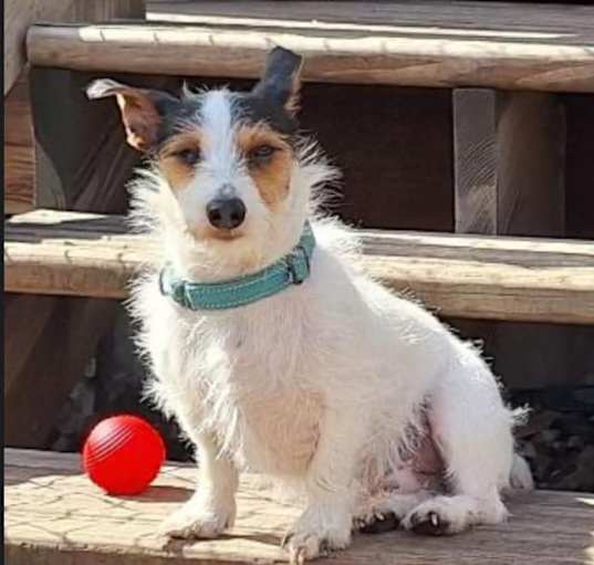 Photo of Sheldon