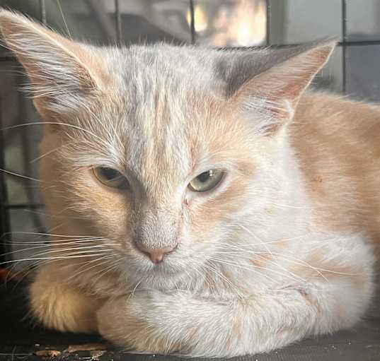 Photo of Franklin