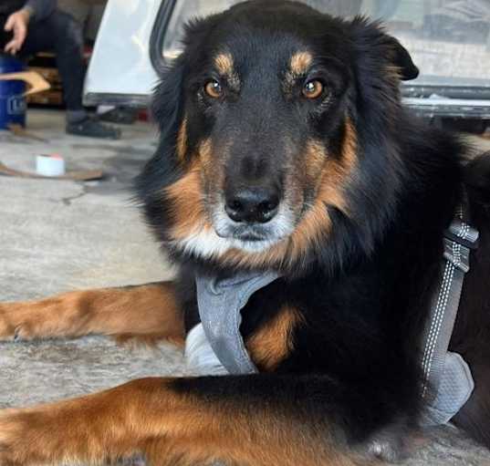 Photo of 2410-0902 Blue (Off Site Foster)