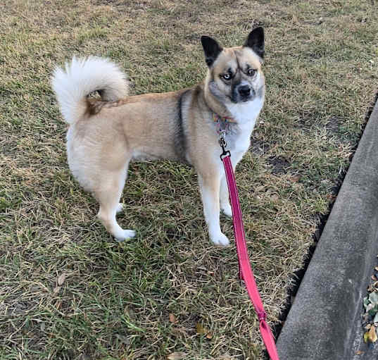 Photo of Xena