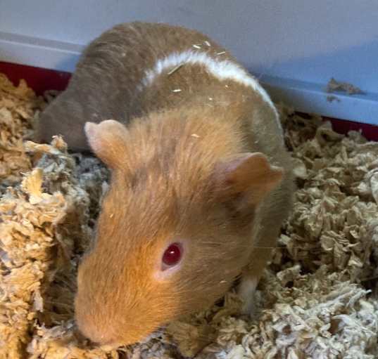 Photo of Nelson Bonded to Frank