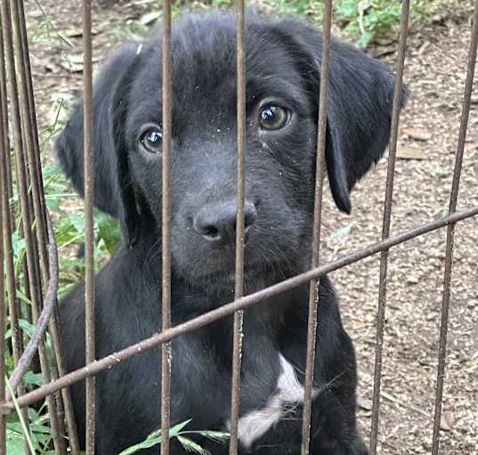 Photo of Marley 9wks