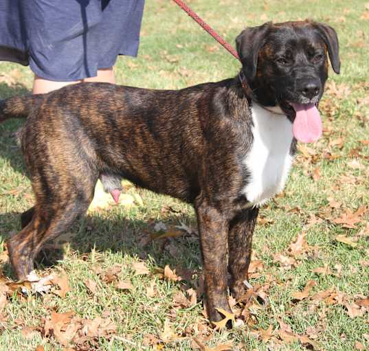 Photo of Ruger (Photos 10/13/2024)