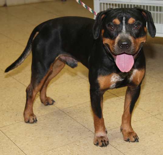 Photo of Jake (Neutered)