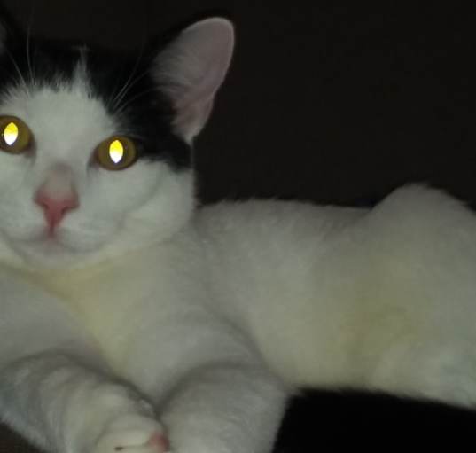 Photo of Suki