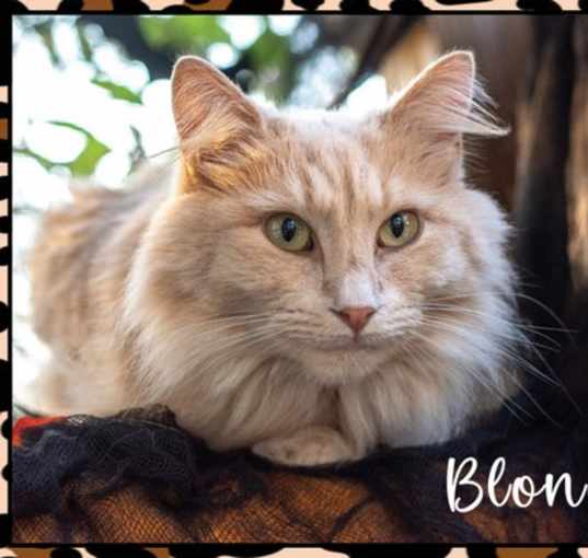 Photo of BLONDIE
