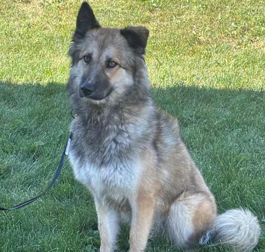 Photo of Hachi