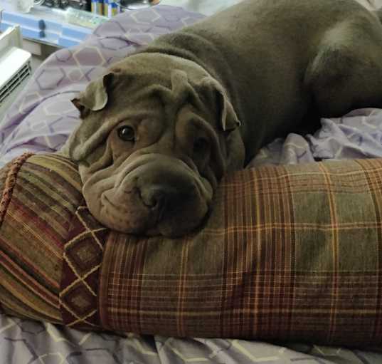 Photo of Levi