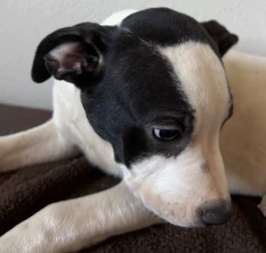 Photo of PAWL