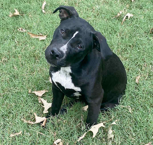 Photo of PEPPER