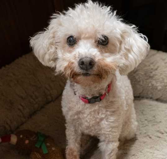 Photo of Chanel