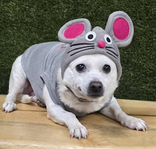 Photo of Daisy