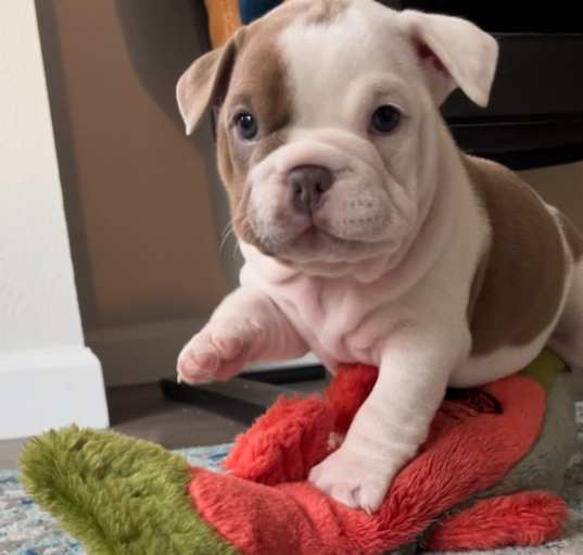 Photo of Pumba