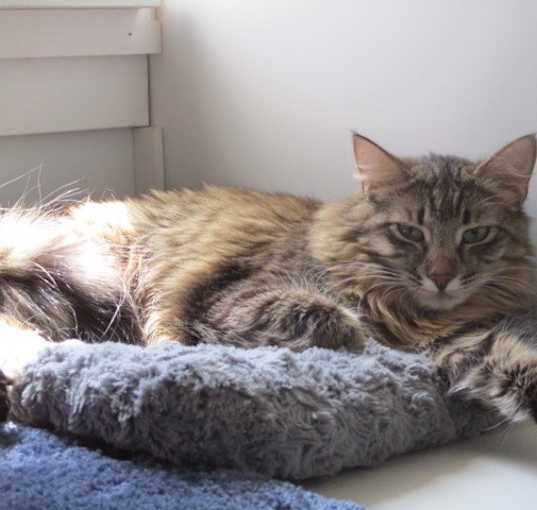Photo of Bela