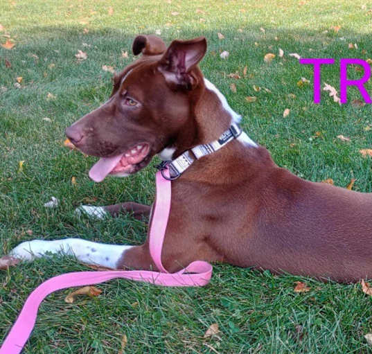 Photo of Trixie