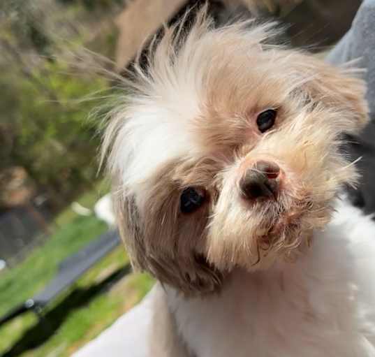 Photo of Gizmo