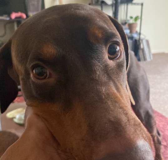 Photo of Choppa