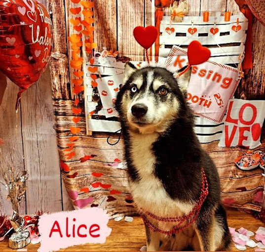 Photo of Alice