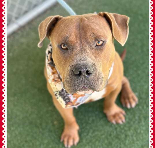 Photo of ECKHART - foster to adopt