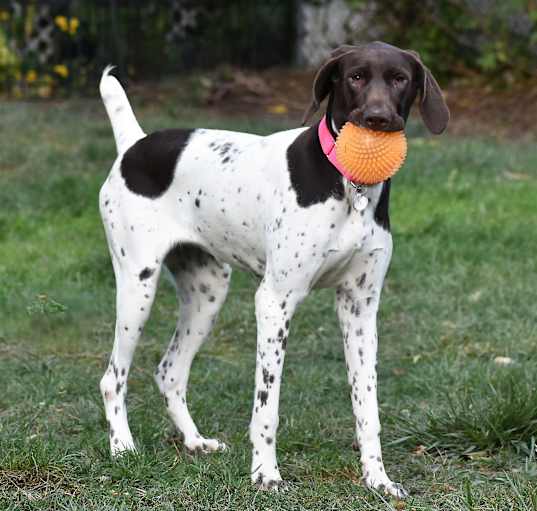 Photo of Ingrid- Adoption pending!